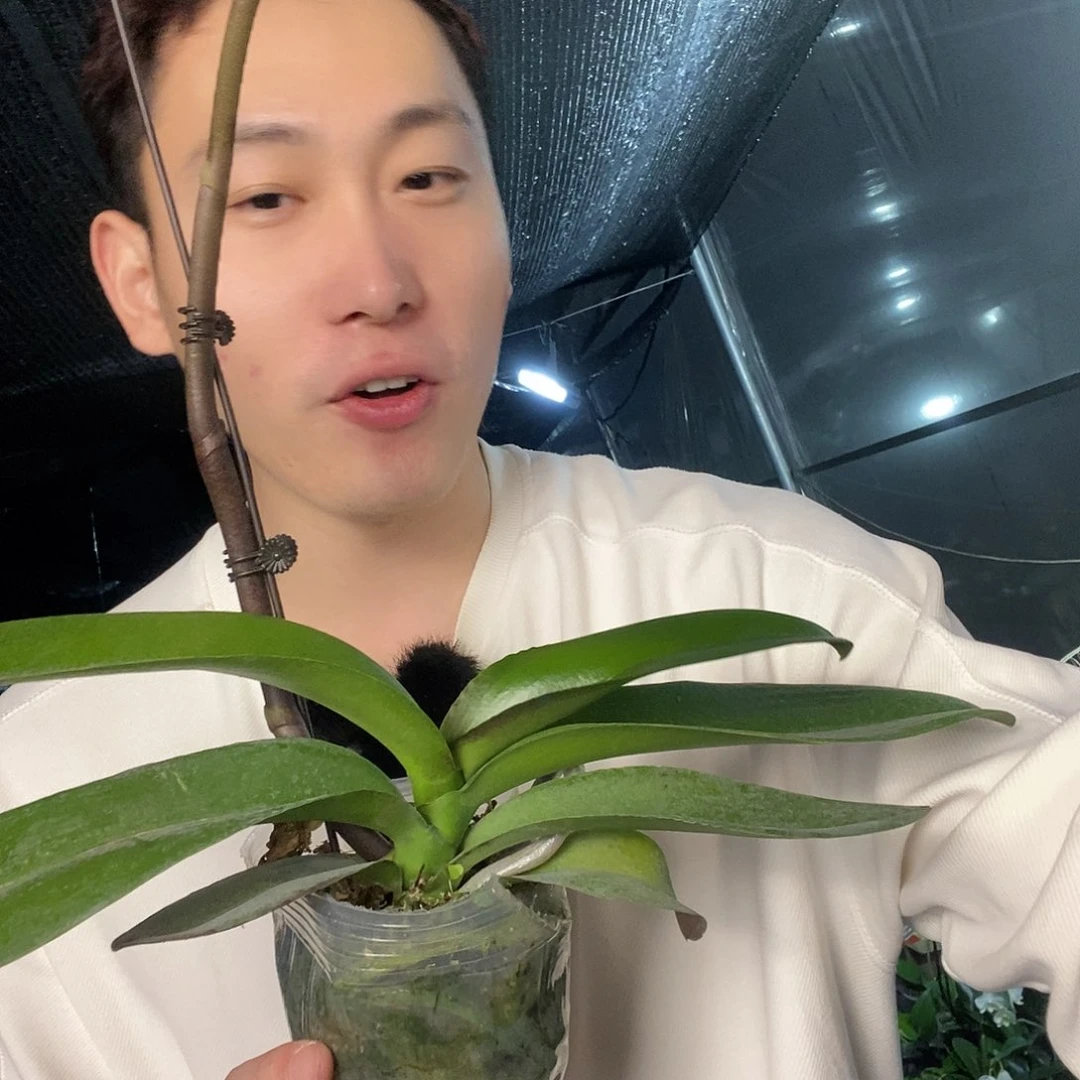 无花朵幻影福利3.5
