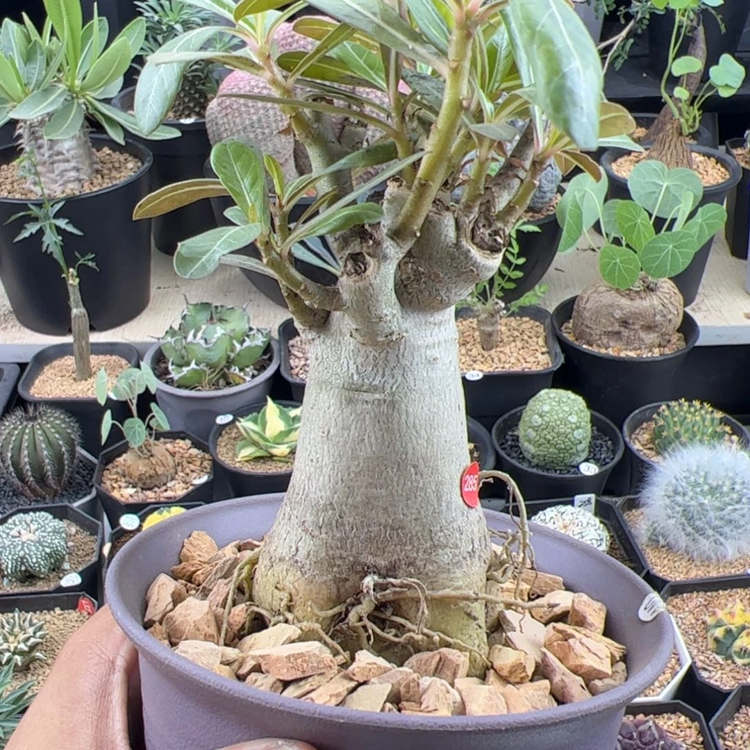 哥斯拉沙漠玫瑰一物一拍脱土发