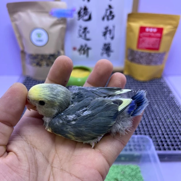 精品金顶白面莫奈花桃母H83059-牡丹鹦鹉