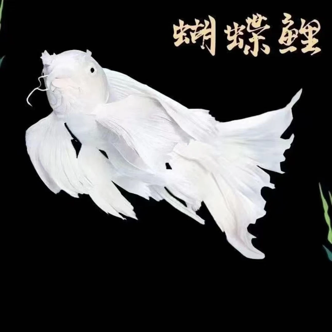 白银纯种蝴蝶鲤观赏鱼