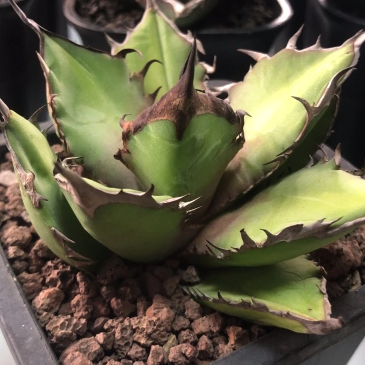 黑火焰仁王冠龙舌兰