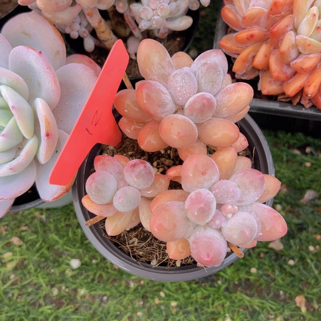 香玉的故事是一个人的故事