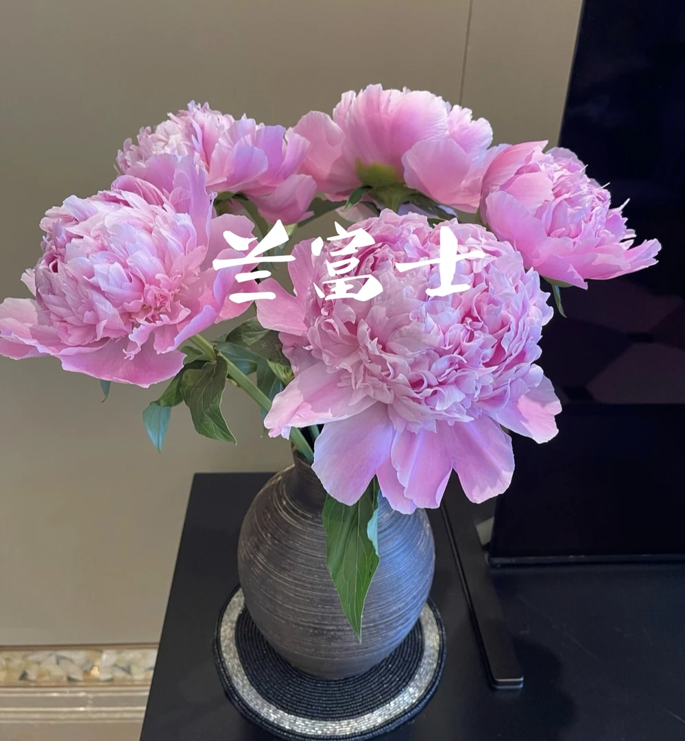 【芍药】红富士芍药兰富士芍药奶油碗芍药落日珊瑚御前表演晓全花行