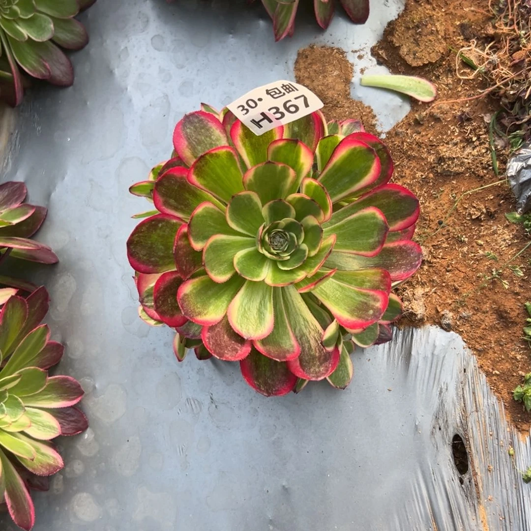 367 倾城，多肉法师