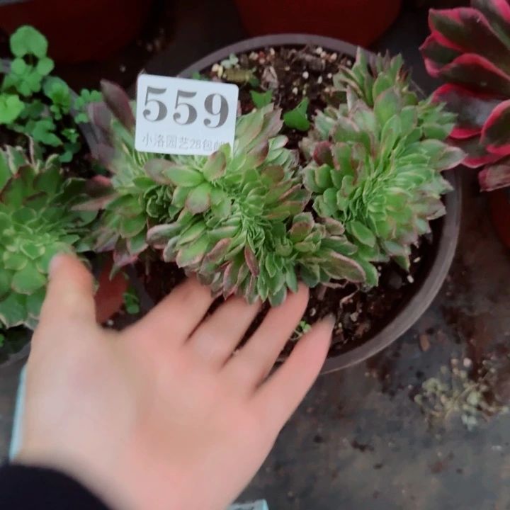 559海王缀化多肉植物满28包