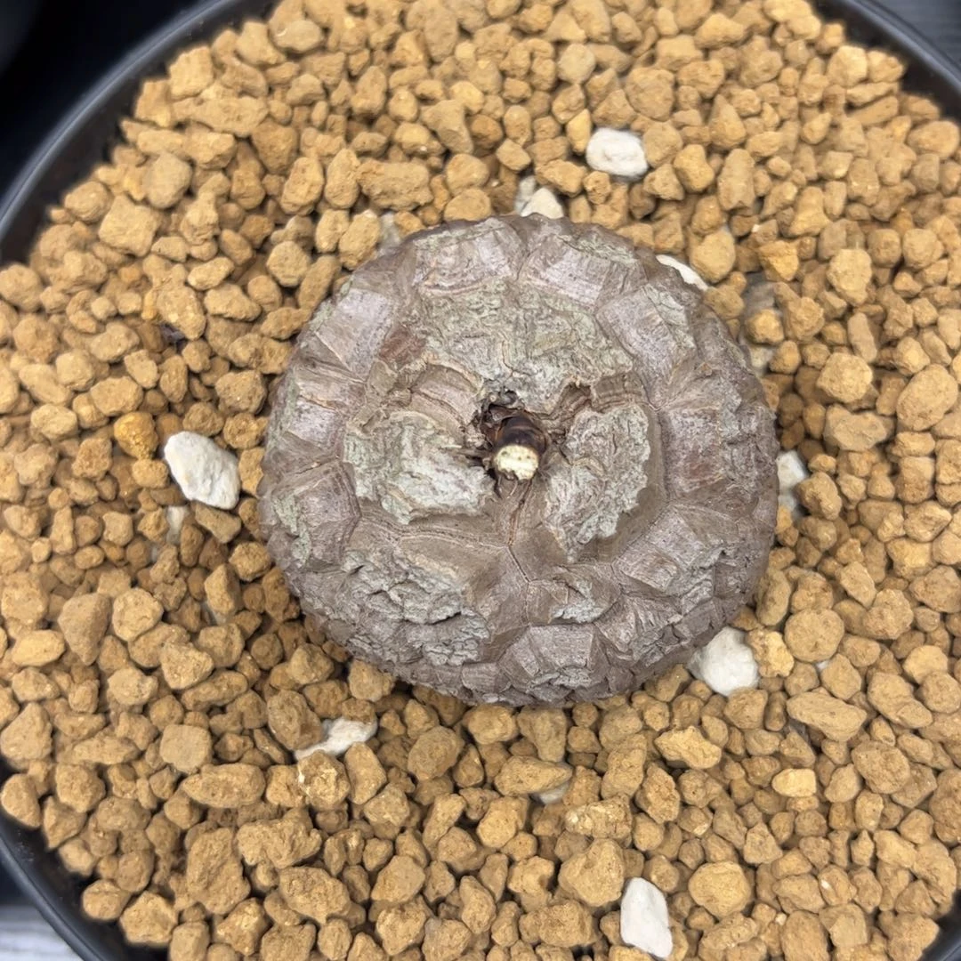 精品盆栽养定的龟甲龙1149号