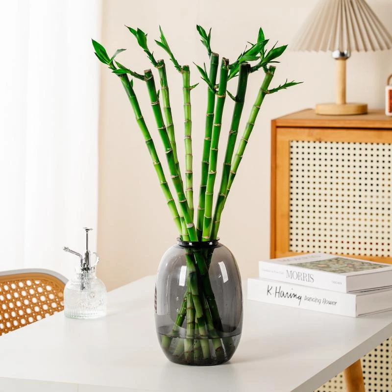 【花伴水】水培开运竹富贵竹室内绿植盆栽好养