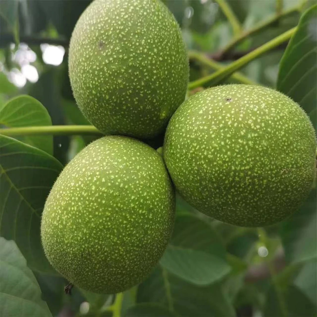 2025年四川大凉山老树深山新鲜湿核桃老树核桃山核桃+送夹子