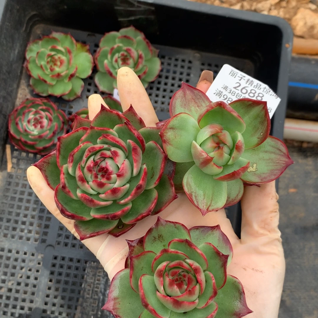 2688号多肉植物，3颗6厘米