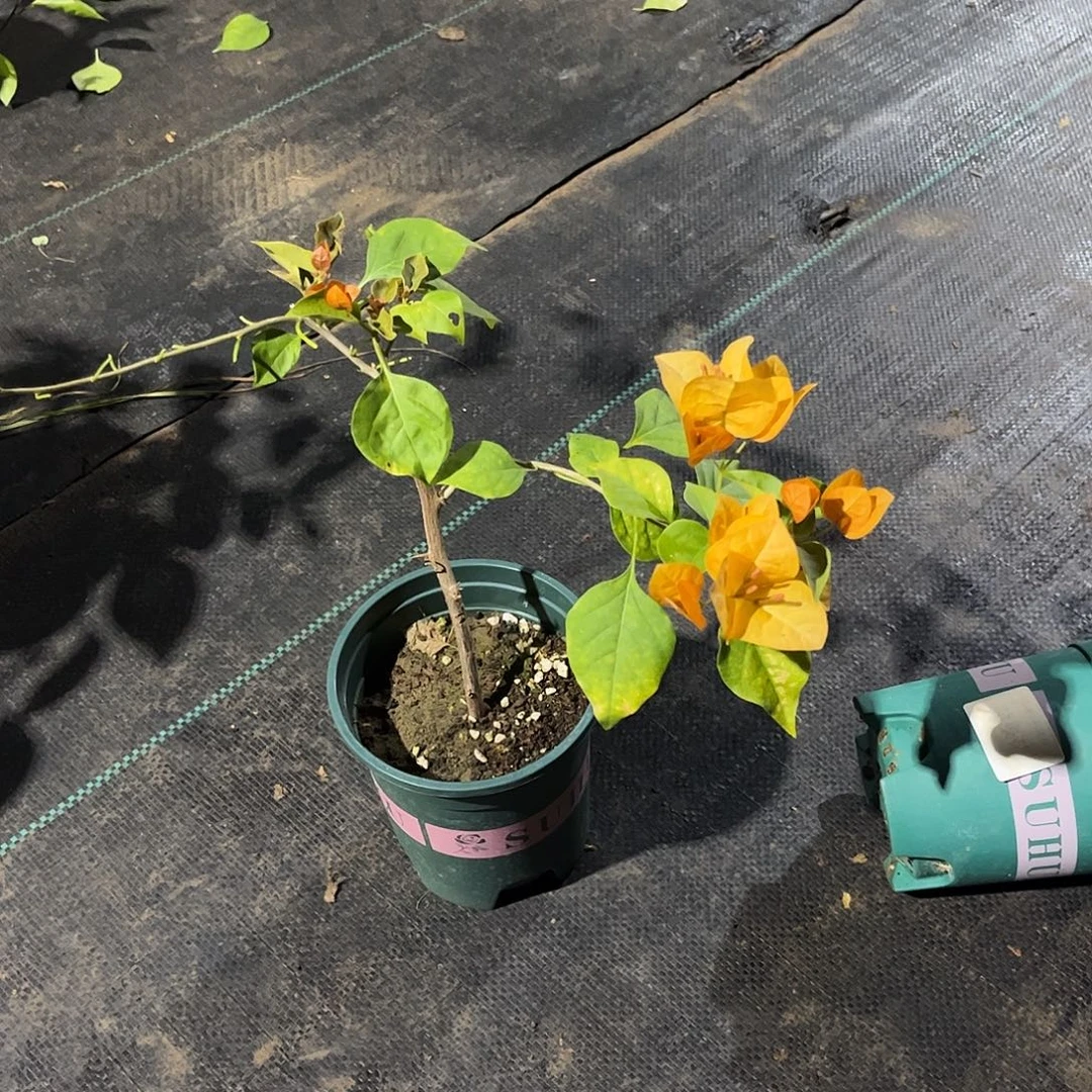 当前无花栽培后可以开花【金色光辉1棵】随机发货福利款不售后