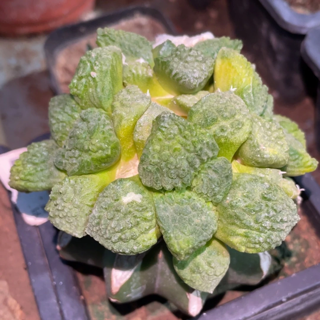 全部花朵哥斯拉牡丹锦群体539