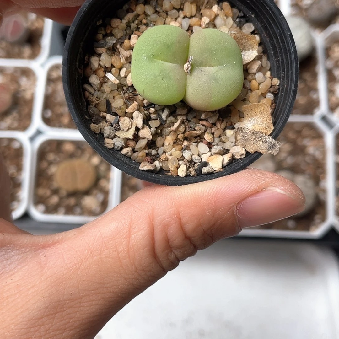 4361大棚清仓甩卖了