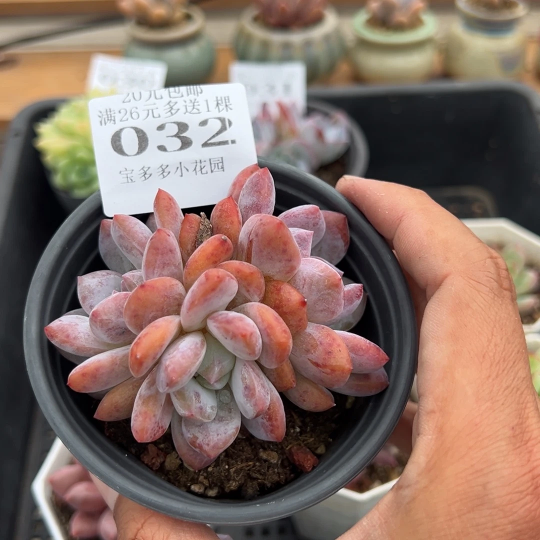 橙子三头群一物一拍多肉满20元包邮