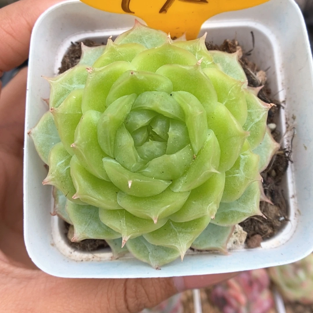 蔷薇珍妮可拍495号。