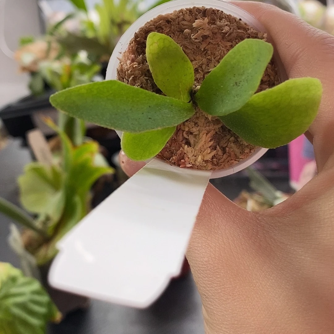 无花朵狮子座流星雨