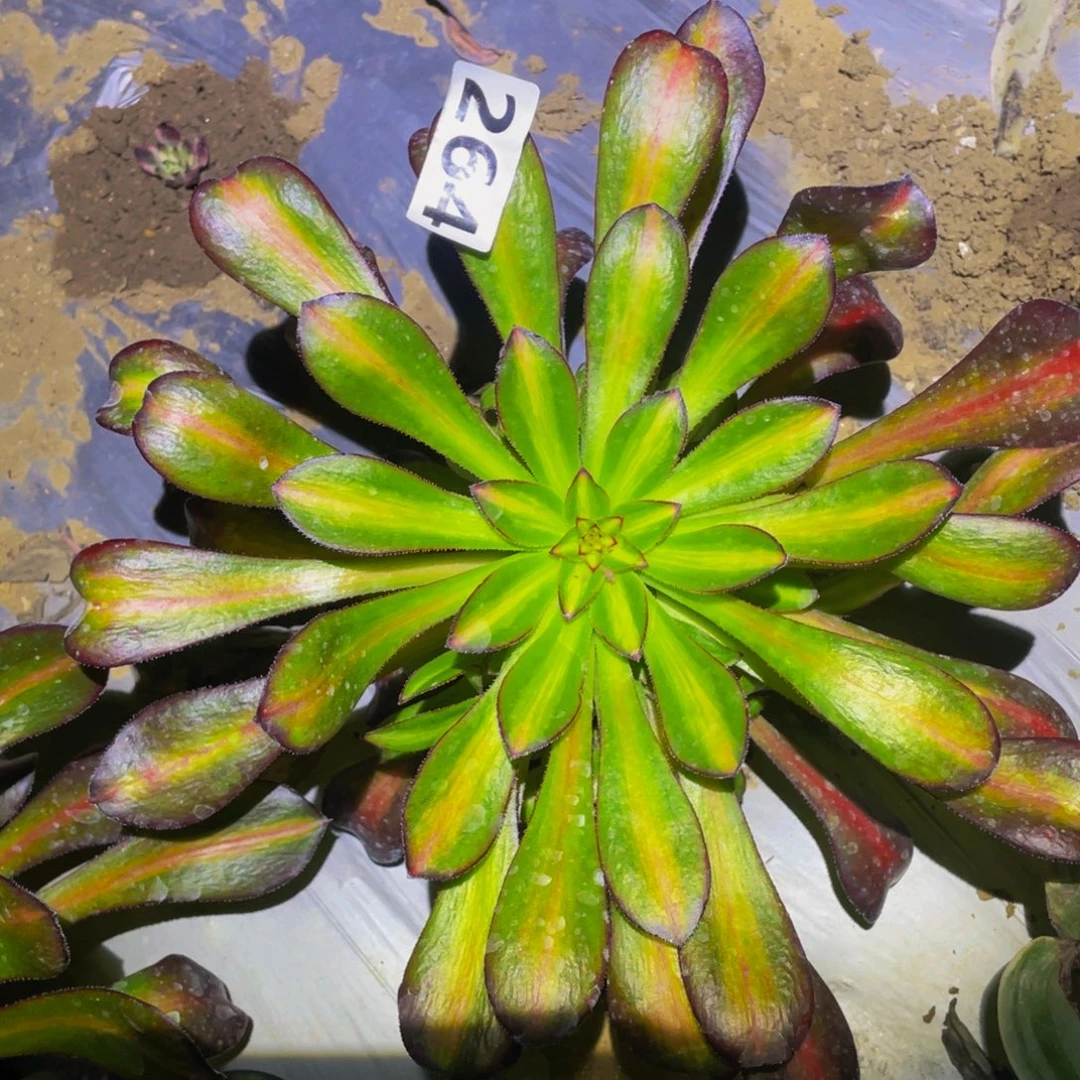 宽锦晚霞多肉植物264