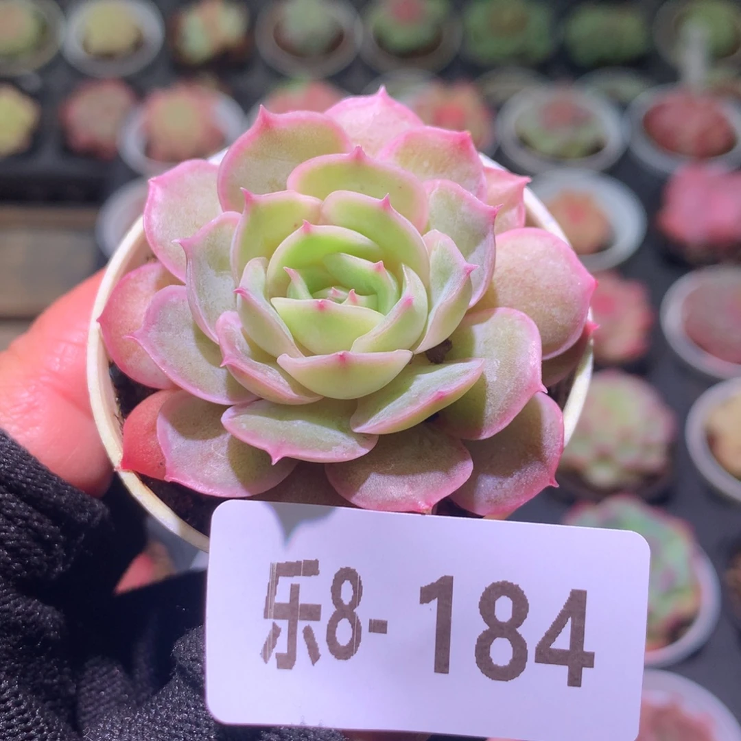 乐然 8-184 昂斯诺单头