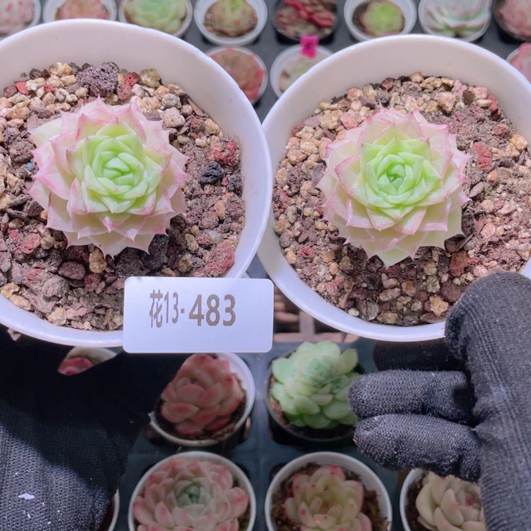 花利美13-483白天鹅2颗