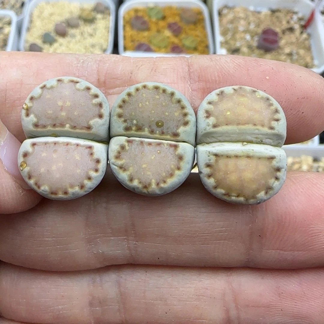 417饼干清框福利30包邮