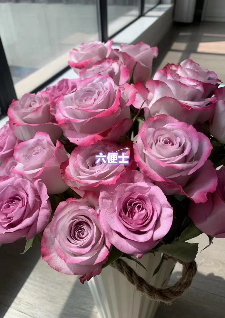 【气场】(不带花苞)1加仑盆独棵扦插多季节重复开花精品月季盆栽