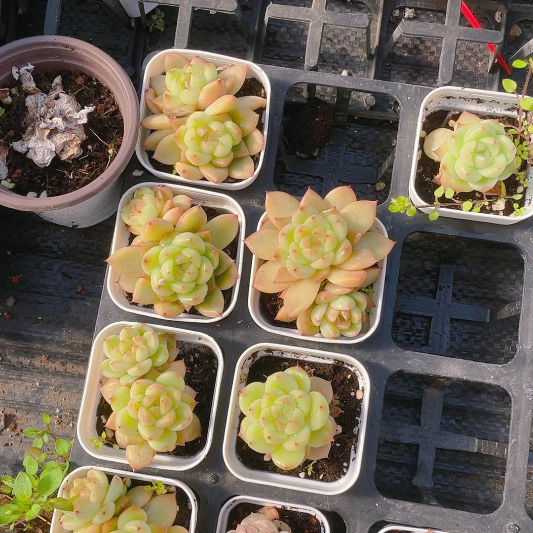 晴空珍妮盆一个满25包邮