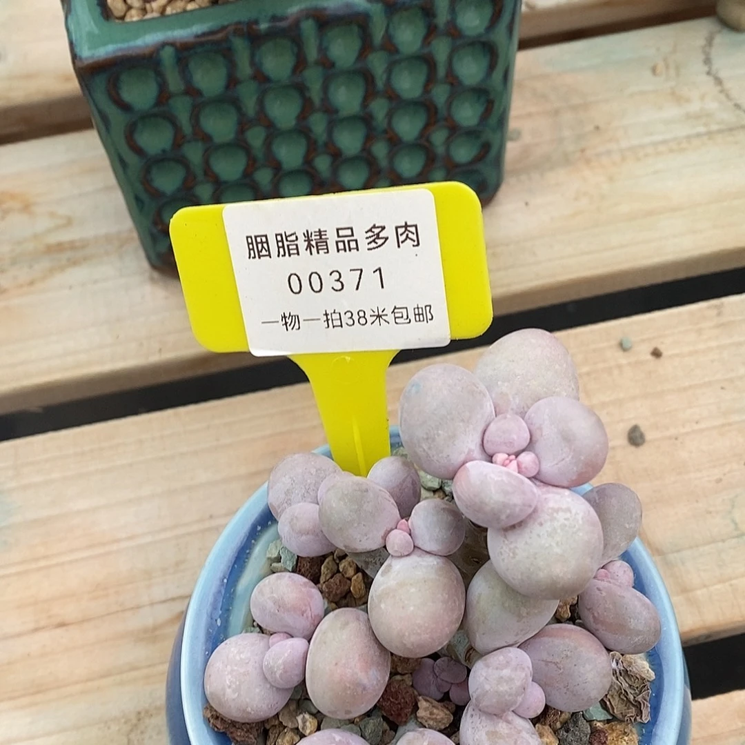 371楼去Tom哦嗯哦哦哦哦