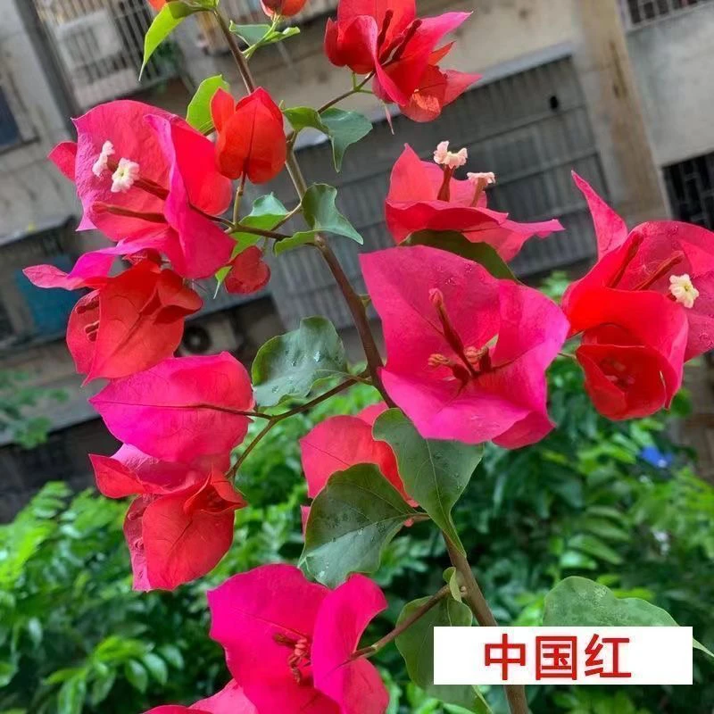 红色中国红三角梅盆栽四季开花耐热好养绿植庭院阳台花卉