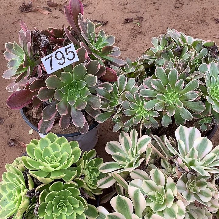 无花朵795四颗多肉植物组合