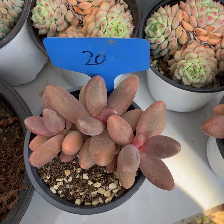 多日子黑五yeuueueueue