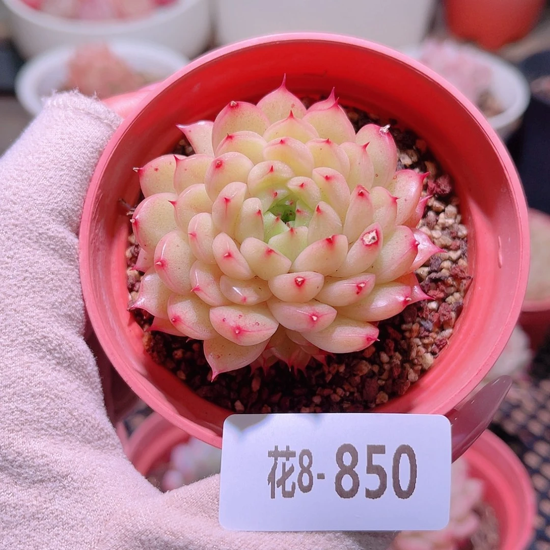 花利美8-850海王