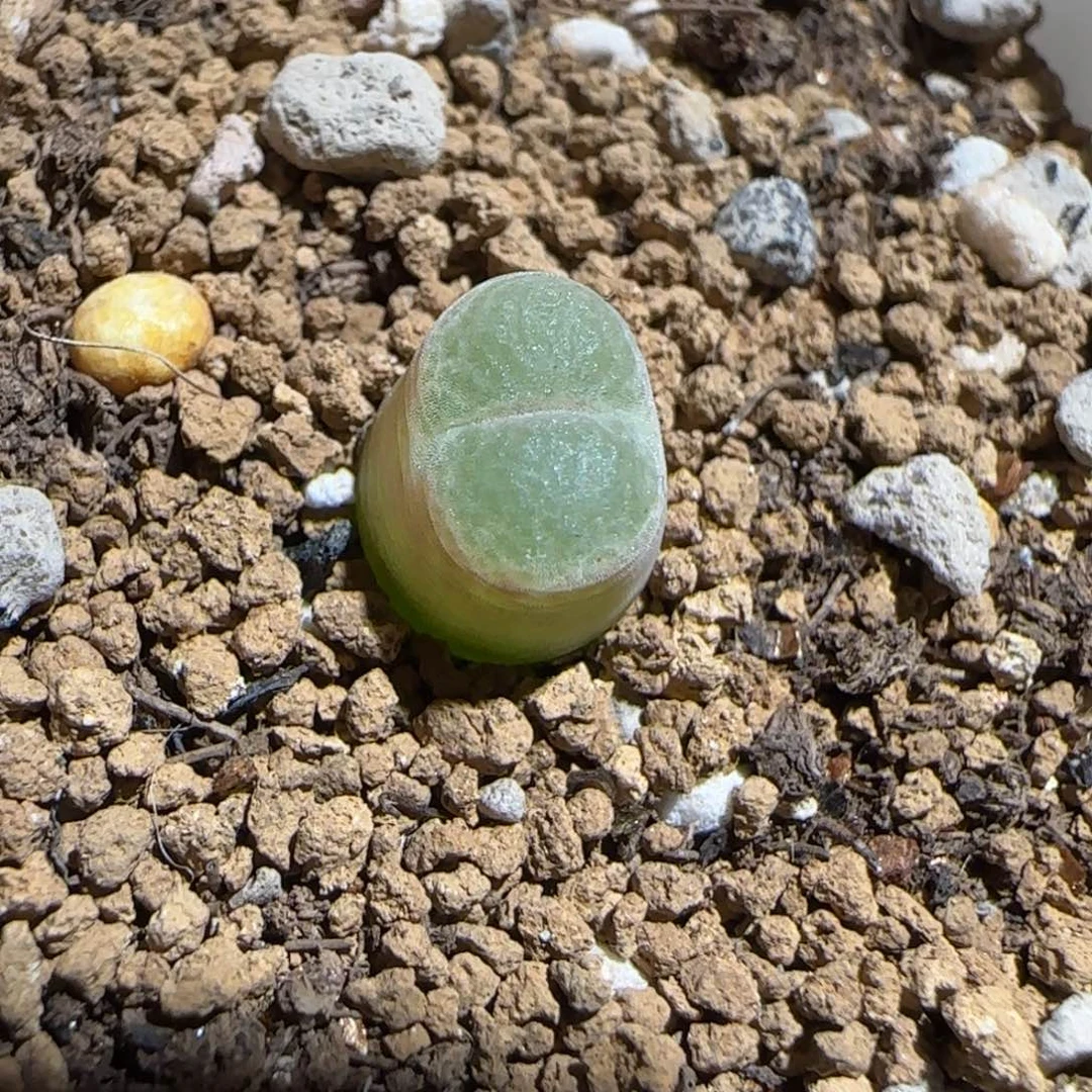 肉锥多肉植物组合-胖虎190
