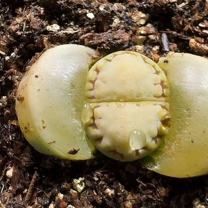 生石花23:：：：。  100