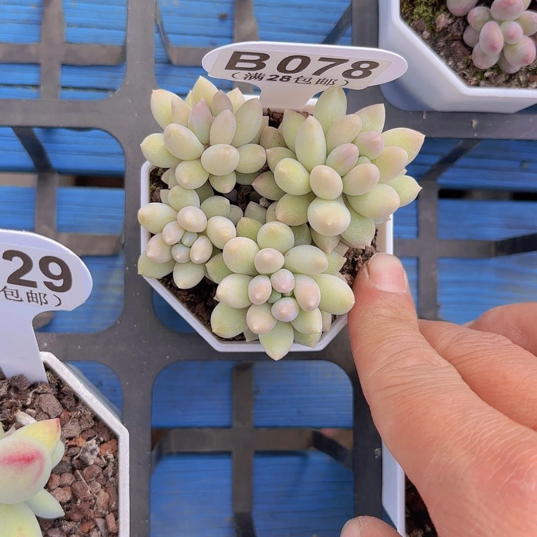 B078奶糖一物一拍