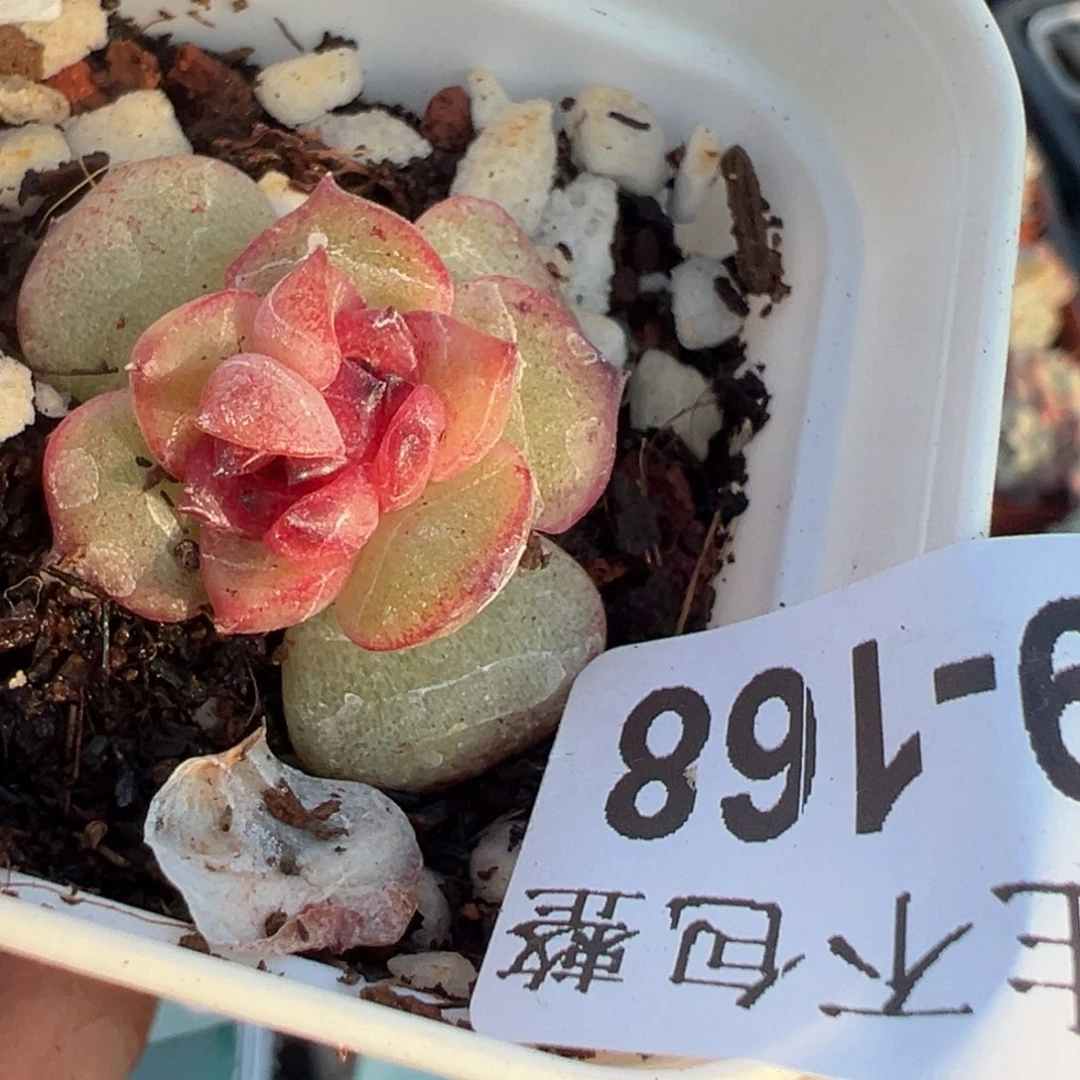 小卡拉米糖心一物一拍29-168