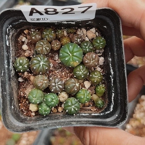 827清棚特价出售哦