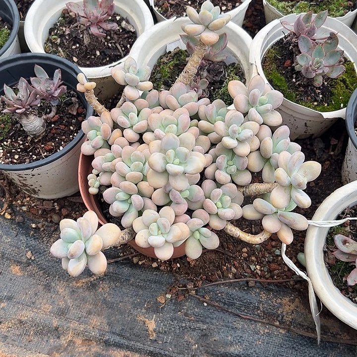 s****t多肉植物实物181