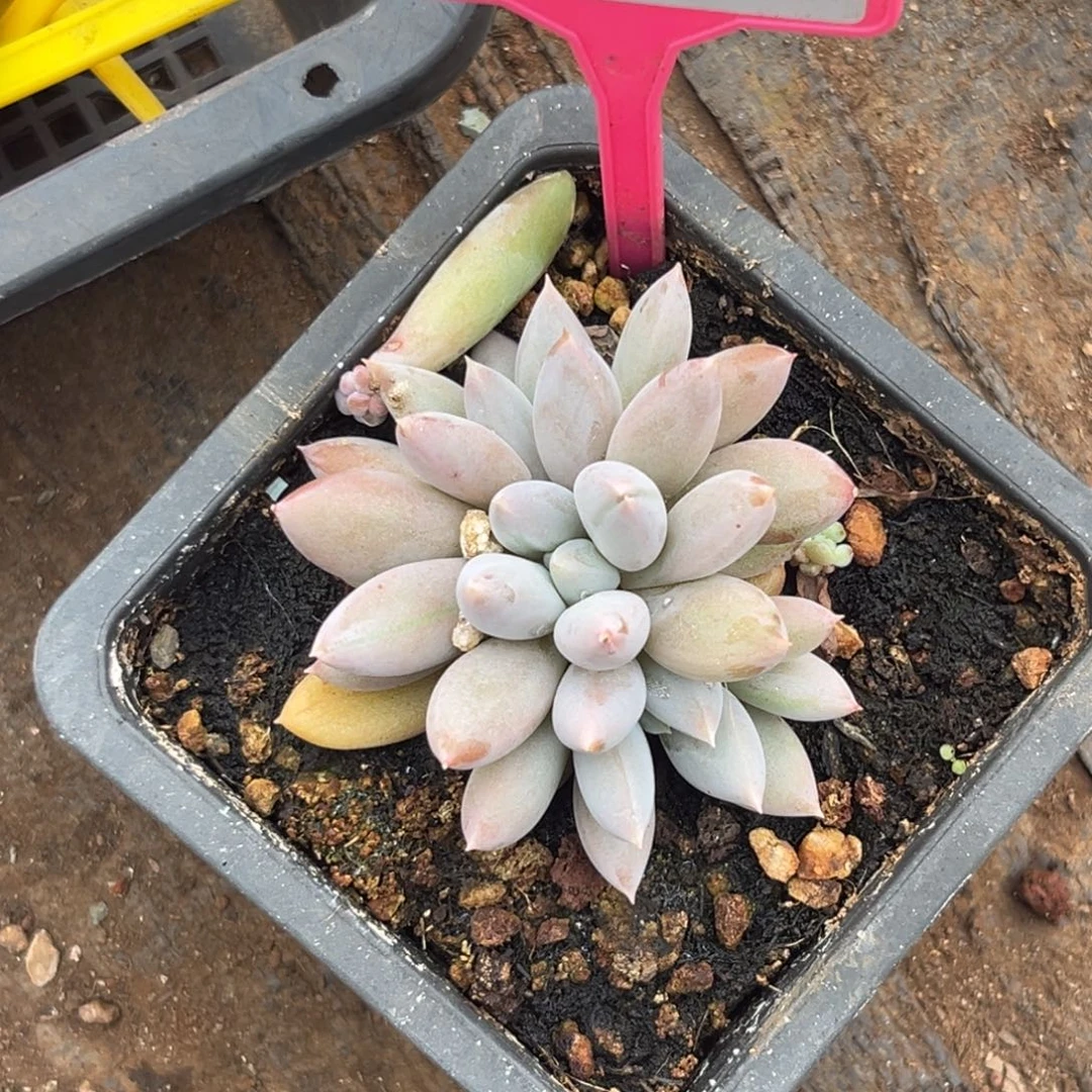 多肉植物彩胖体哥特群279