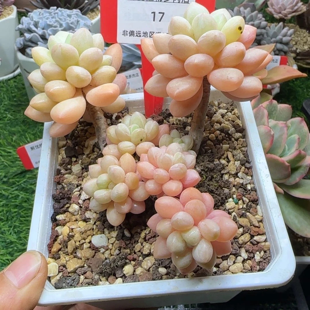 静**听解忧多肉植物编号17