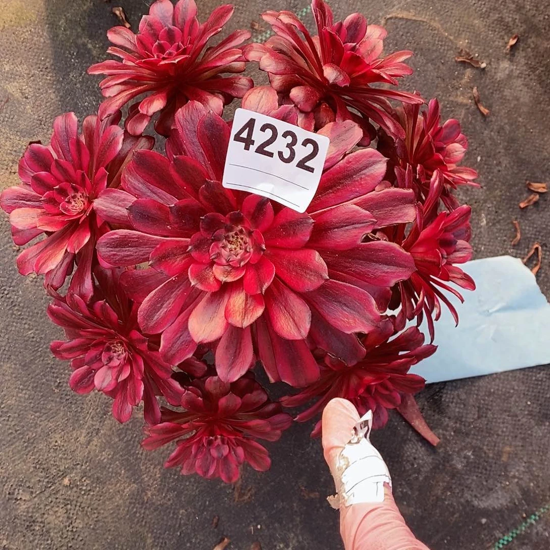 红陶4232美姬多肉