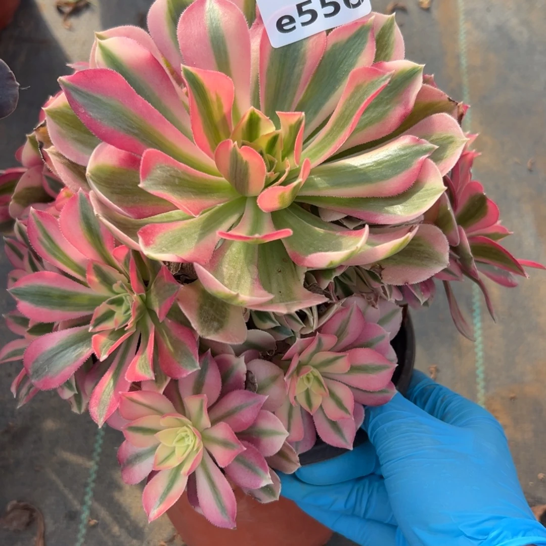 556女巫，满20包邮度叮熊