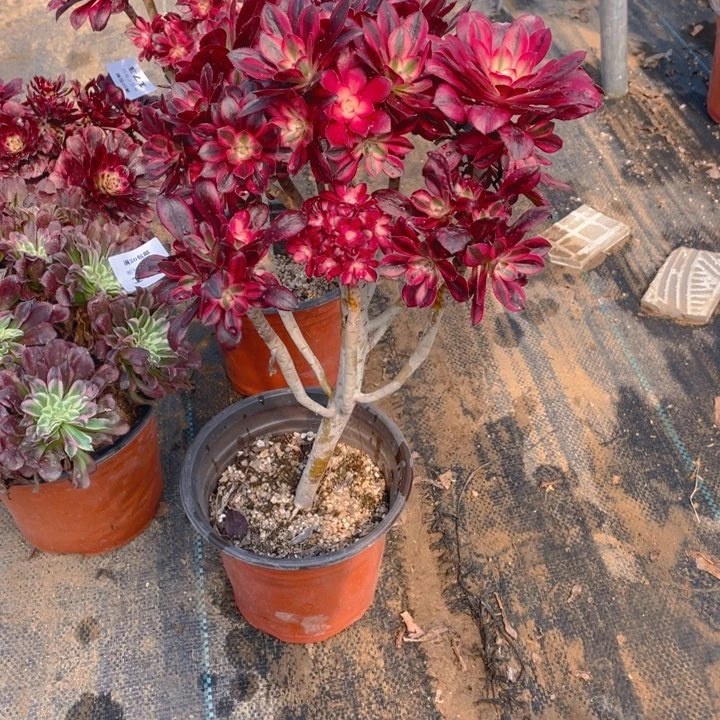 176香有砍法师多肉断枝不售后