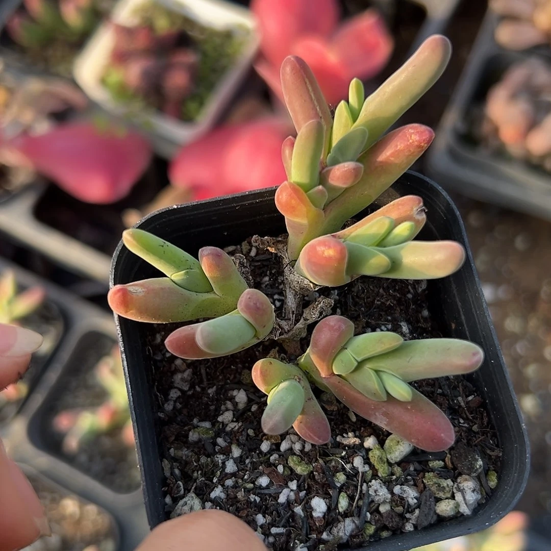 哦哦呃呃呃呃呃呃呃呃呃呃