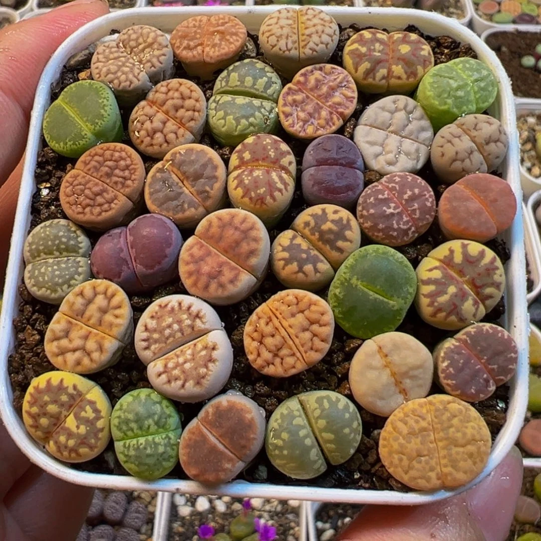 编号组合多肉植物带盆