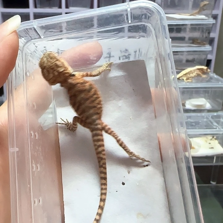Z***v鬃狮蜥皮革鬃狮幼