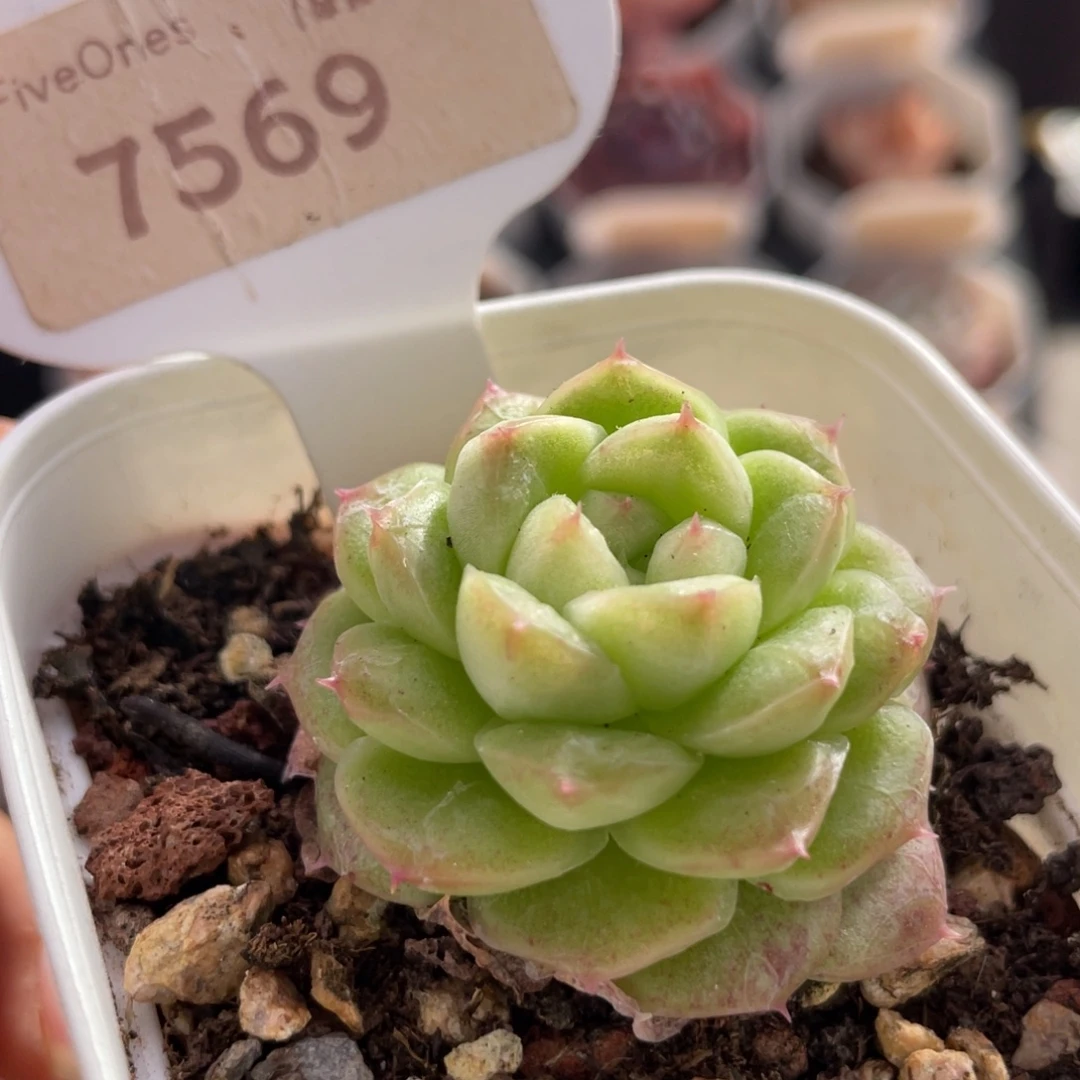 编号系列7569-4.0厘米