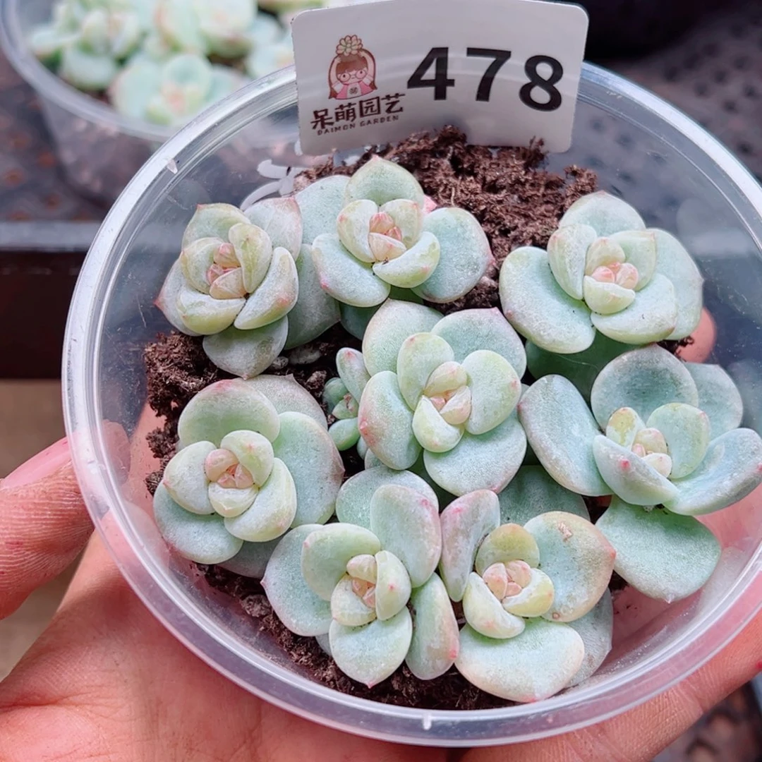 多肉植物多肉植物