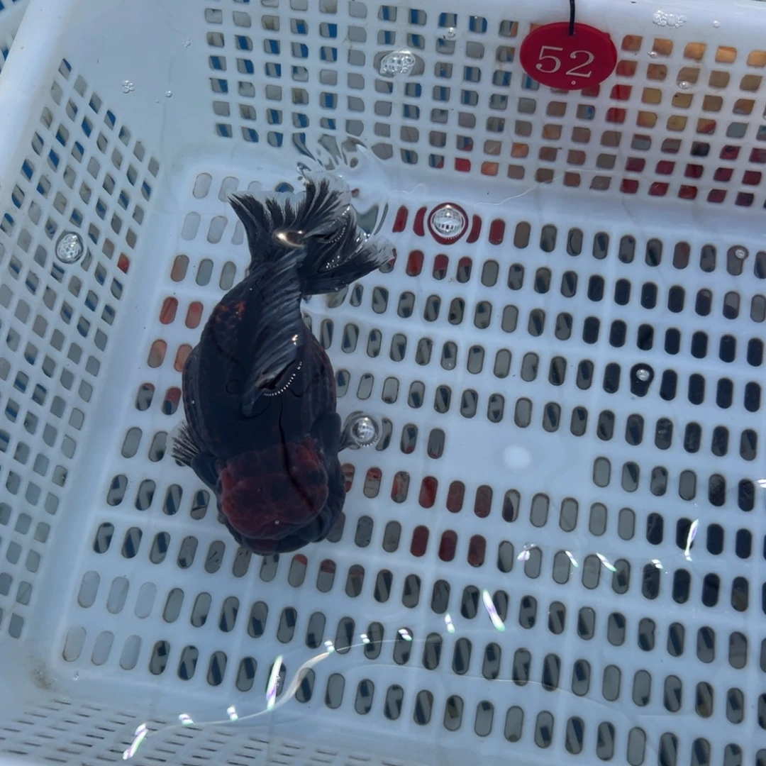 Y***O金鱼你好吗我好想你