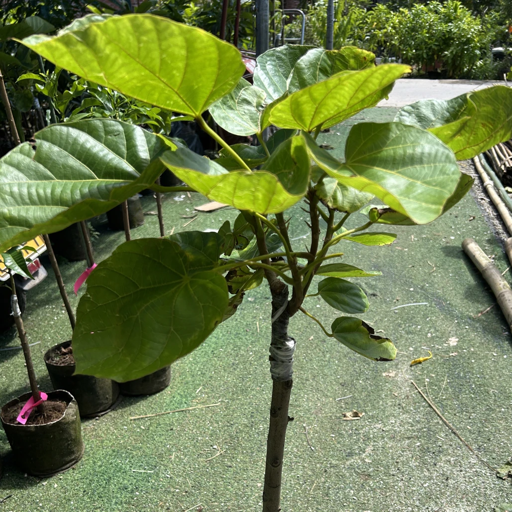 南方种植椰柿果苗热带绿植庭院门口种植果树水果树