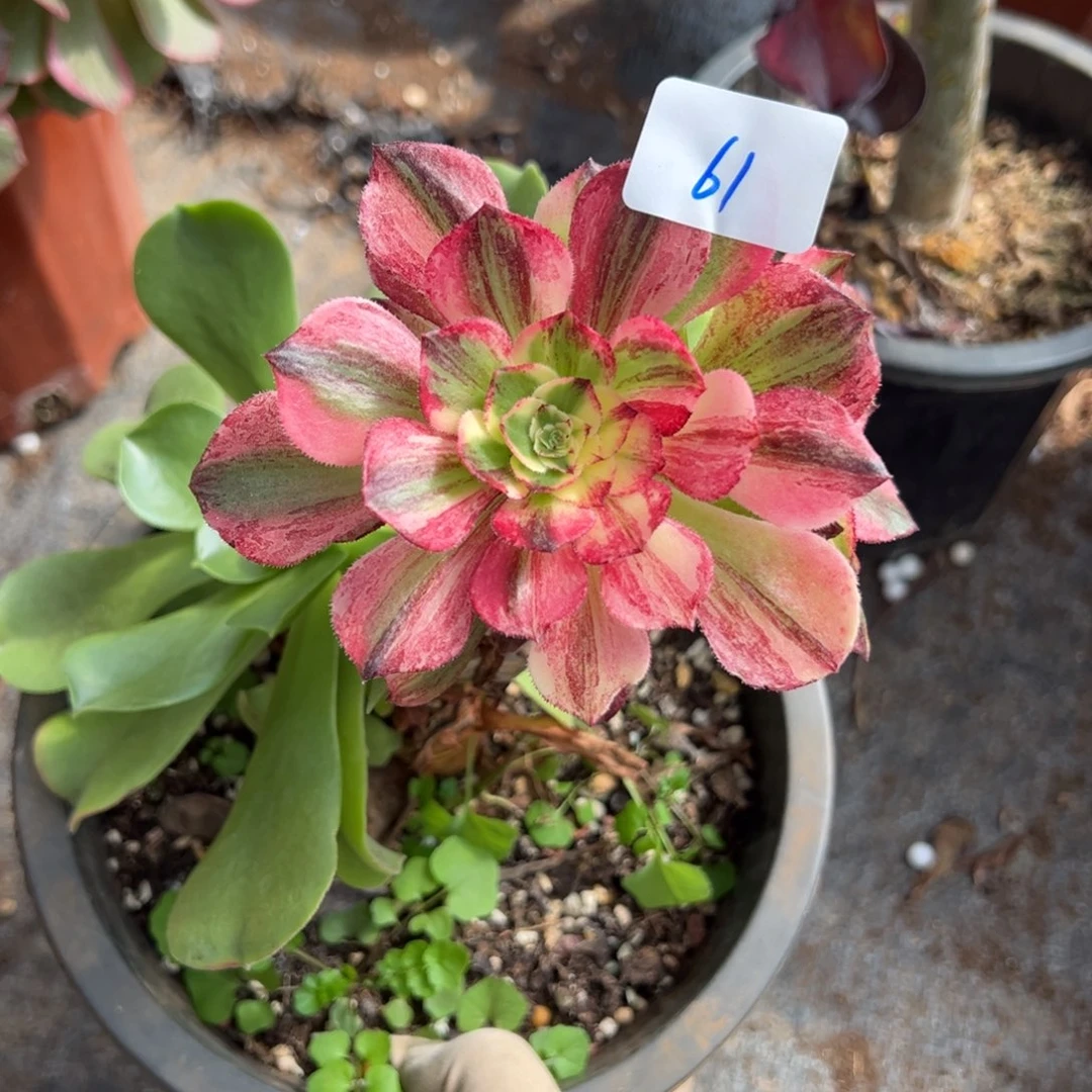 61伯爵嫁接多肉椅子