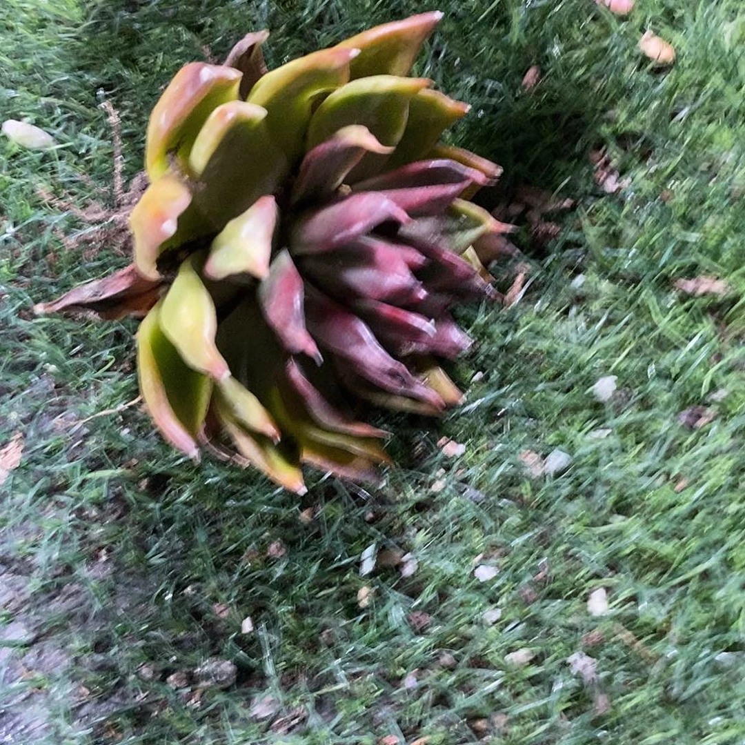 亚***亚绿体惊鸿1颗多肉植物